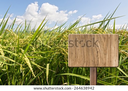 Blank wooden sign on field of paddy farm. Concept of rural, idyllic, tranquility etc.