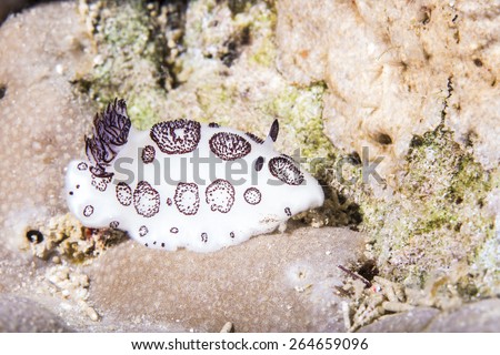 Sea Slug _ Jorunna funebris