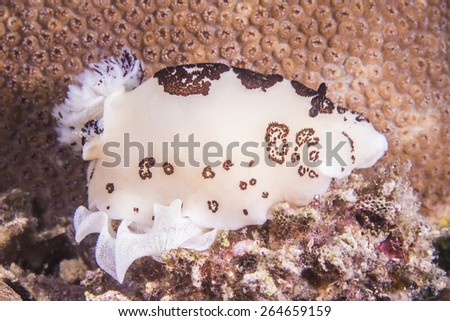 Sea Slug _ Jorunna funebris lay eggs on coral, spawn