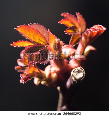 small red leaves on a branch in spring. close-up