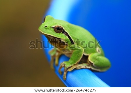 Green tree frog peeking out of a bucket