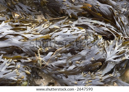 Seaweed on a beach in winter