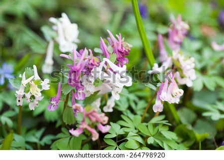 Stagger weed (Corydalis cava) plant with purple and white flowers with natural background