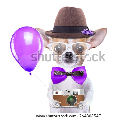 Smart beautiful dog chihuahua with a photocamera. Funny animals. Fashionable dog dressed in beautiful clothes. Hipster dog. Tourists photos