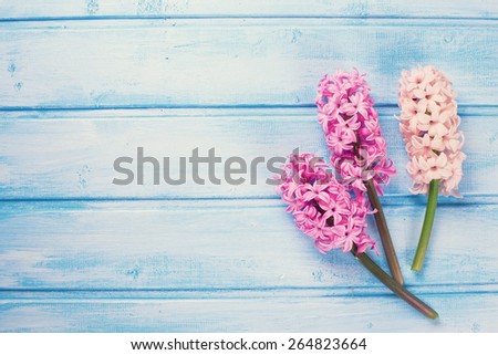 Background with fresh pink hyacinths on blue painted  wooden planks. Selective focus. Place for text. Toned image.