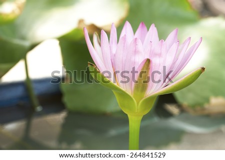 Purple lotus bloom in the water.