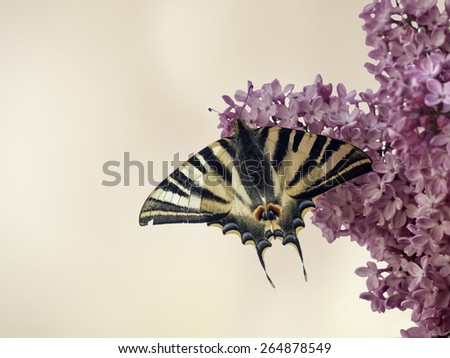Butterfly sucking on flowers