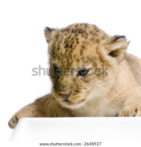 Lion Cub  (3 weeks) lying down in front of a white background. All my pictures are taken in a photo studio.