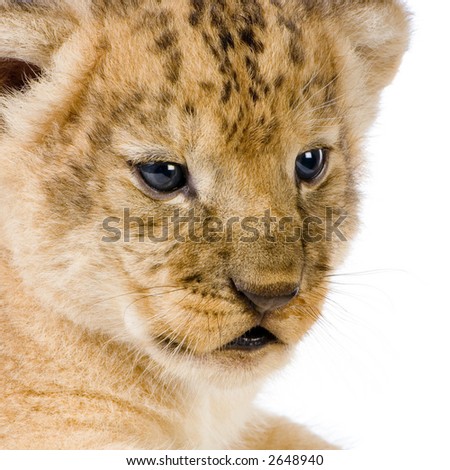 close-up on a Lion Cub (3 weeks) in front of a white background. All my pictures are taken in a photo studio.