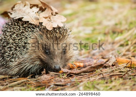 Hedgehog in the forest. Wild animal