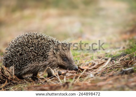 Hedgehog in the forest. Wild animal