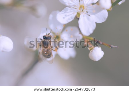 Pastel colored photo of bee on flower