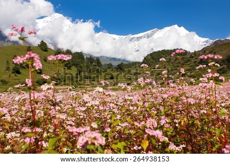 Mount Dhaulagiri - view from annapurna himal to dhaulagiri himal with buckwheat field near Kali Gandaki river â?? Nepal