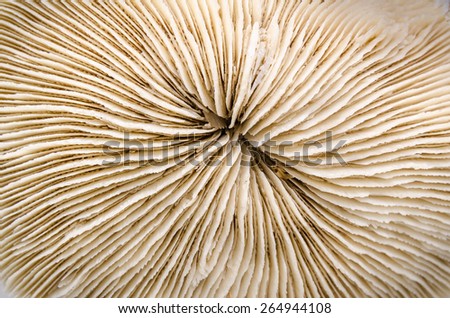 Dried coral specimen in laboratory, texture, exotic shape, monochrome, out of the water, closeup. Royalty-Free Stock Photo #264944108