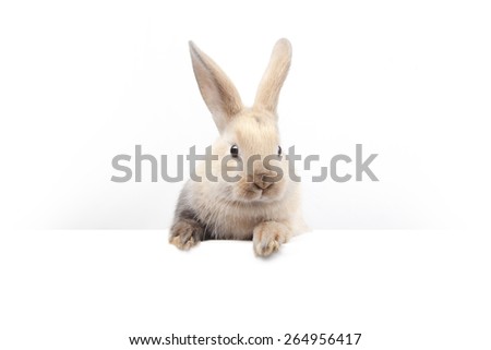 Little bunny holding a sign saying: your text here - mock up
