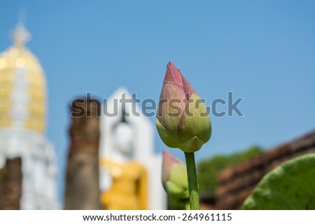 Lotus and blur buddha statue background