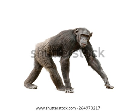 Female of ape chimpanzee looking at camera, walking over a white background Royalty-Free Stock Photo #264973217