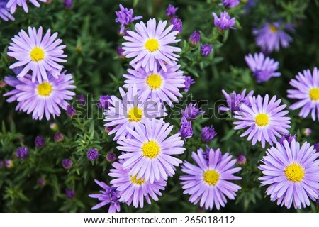 European michaelmas daisy (Aster amellus). Aster is a genus of flowering plants in the family Asteraceae. Royalty-Free Stock Photo #265018412