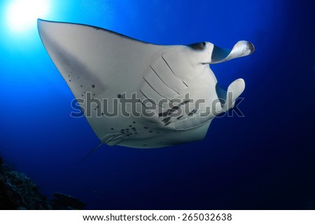 Giant manta ray floating underwater in the tropical ocean  Royalty-Free Stock Photo #265032638