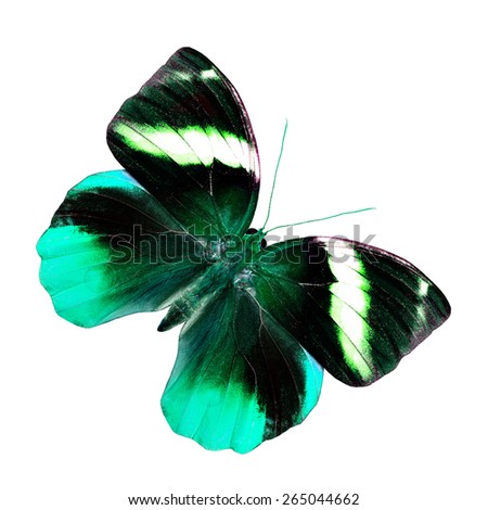 Beautiful flying pale green butterfly, the most exotic of nature in fancy colorized