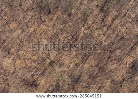 aerial view of spring time forest in Poland