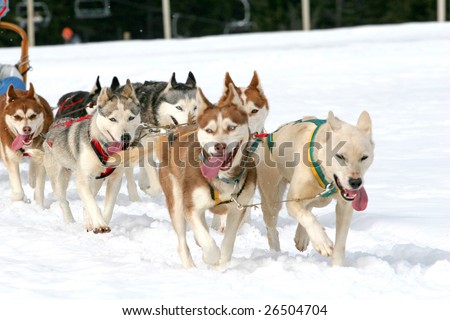 Husky sled dogs