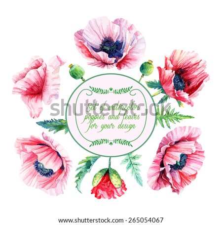 Vector set of white poppies, buds, leaves for design. Watercolor flowers. Set of floral elements to create compositions. 