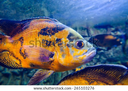 colorful tropical sea fish