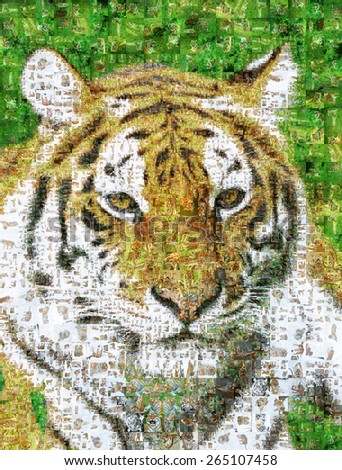 Many photographs of tiger, forms an image of the tiger