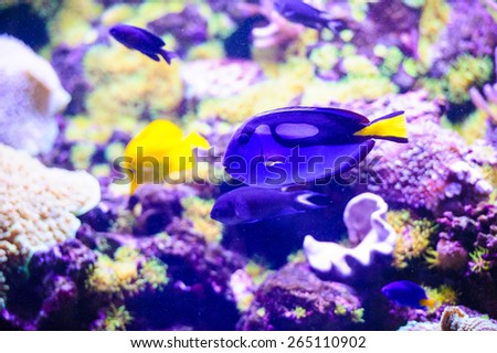 colorful tropical sea fish