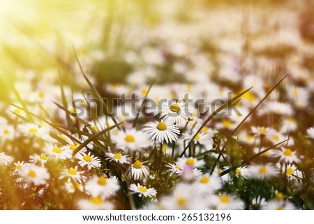 Flowers, spring