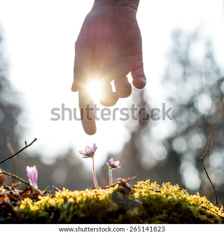Hand of a man above a mossy rock with new delicate blue flower back lit by the sun in a spring garden, suitable for organic, eco and bio concepts.