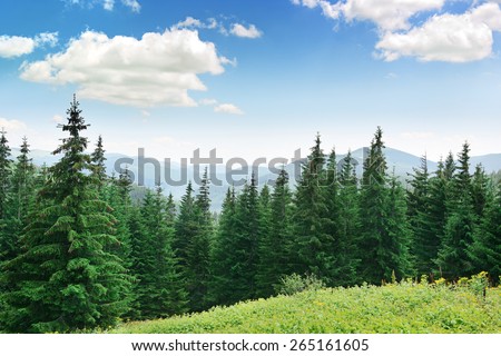 Beautiful pine trees on background high mountains. Carpathians     Royalty-Free Stock Photo #265161605