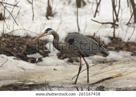 A Great Blue Heron in spring