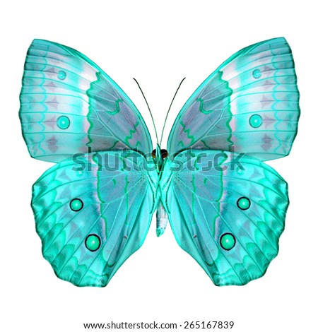 Exotic Light Blue Butterfly (Cambodia Junglequeen butterfly in fancy color) isolated on white background