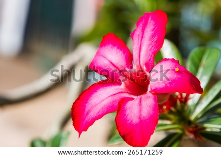 Desert Rose; Impala Lily; Mock Azalea flower nature background
