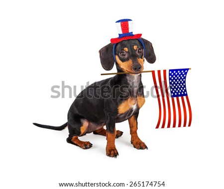 A patriotic little purebred Dachshund breed puppy dog wearing a red, white and blue hat and holding an American Flag in his mouth. 