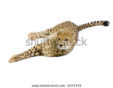 studio Shots of Cheetah  lying down in front on a white background. All my pictures are taken in a photo studio
