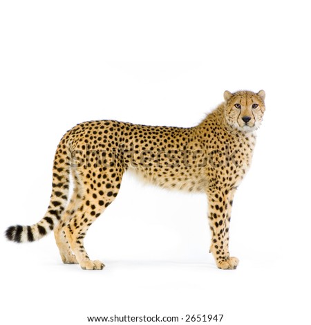 studio Shots of Cheetah standing up in front on a white background. All my pictures are taken in a photo studio