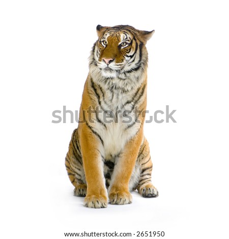Tiger sitting in front of a white background. All my pictures are taken in a photo studio