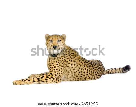 studio Shots of Cheetah  lying down in front on a white background. All my pictures are taken in a photo studio