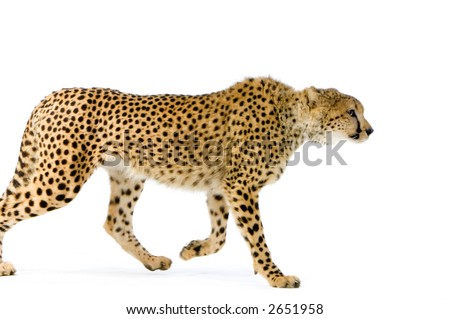 studio Shots of Cheetah Walking in front on a white background. All my pictures are taken in a photo studio