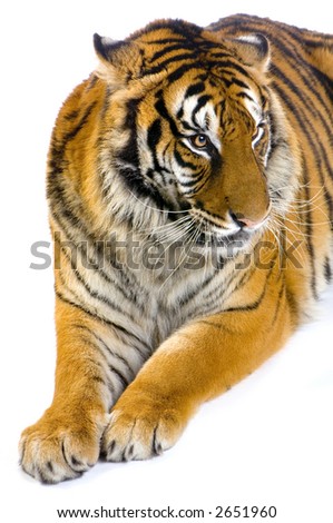 Tiger lying down in front of a white background. All my pictures are taken in a photo studio