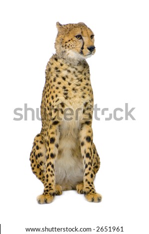 studio Shots of Cheetah sitting in front on a white background. All my pictures are taken in a photo studio