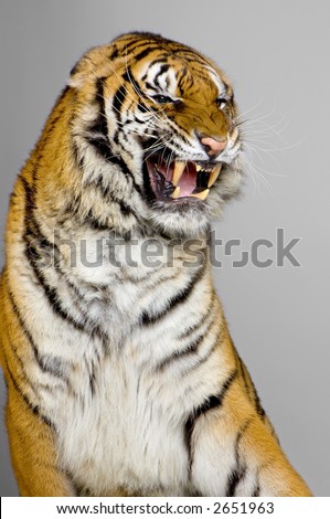 Tiger's Snarling in front of a grey background. All my pictures are taken in a photo studio