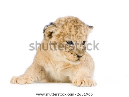 Lion Cub (3 weeks) lying down in front of a white background. All my pictures are taken in a photo studio.