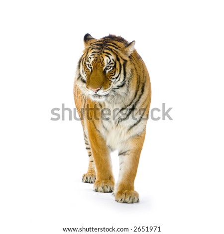 Tiger standing up in front of a white background. All my pictures are taken in a photo studio