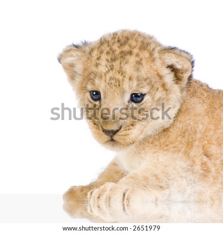 Lion Cub  (3 weeks) lying down in front of a white background. All my pictures are taken in a photo studio.