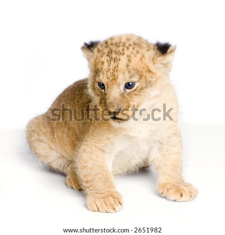 Lion Cub (3 weeks) sitting in front of a white background. All my pictures are taken in a photo studio.