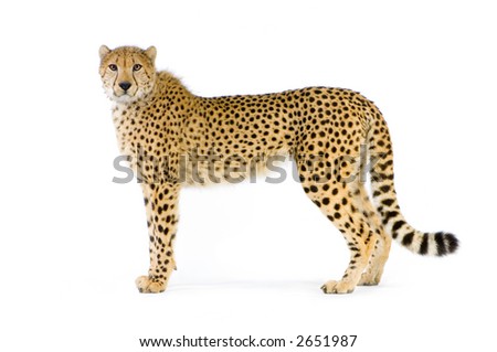 studio Shots of Cheetah standing up in front on a white background. All my pictures are taken in a photo studio